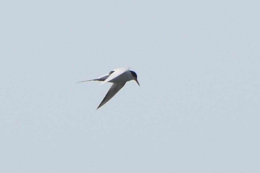 Common Tern - ML619508718