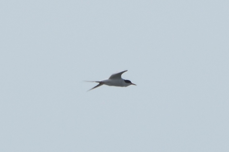 Common Tern - ML619508720