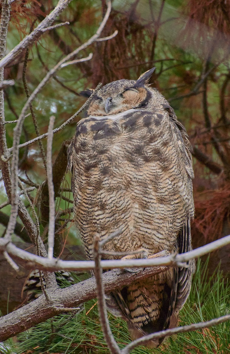 Lesser Horned Owl - ML619508740