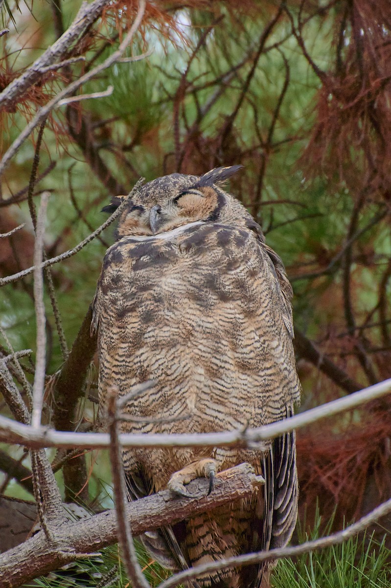 Lesser Horned Owl - ML619508741