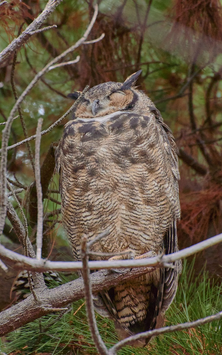 Lesser Horned Owl - ML619508742