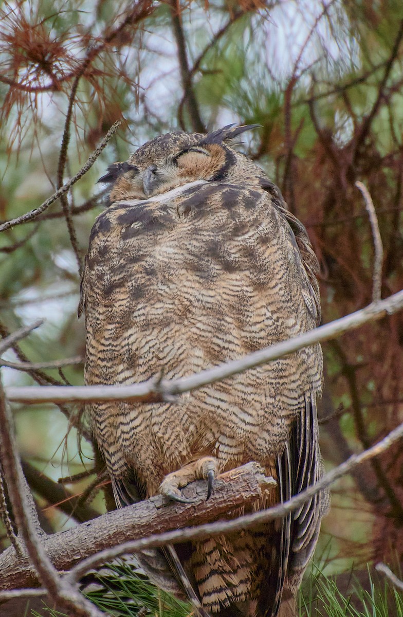 Lesser Horned Owl - ML619508743