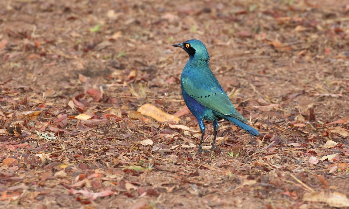 Greater Blue-eared Starling - ML619508823