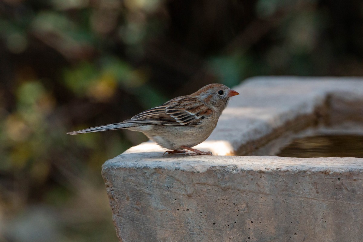 Field Sparrow - ML619508830
