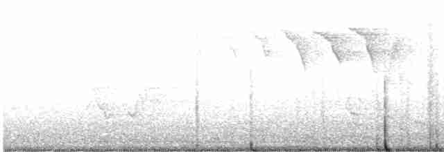 Kentucky Warbler - ML619508834