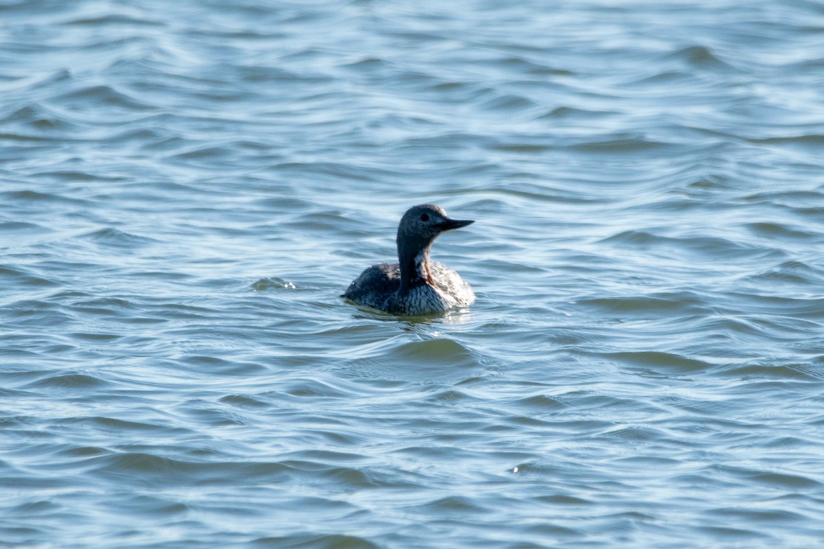 Red-throated Loon - ML619508840