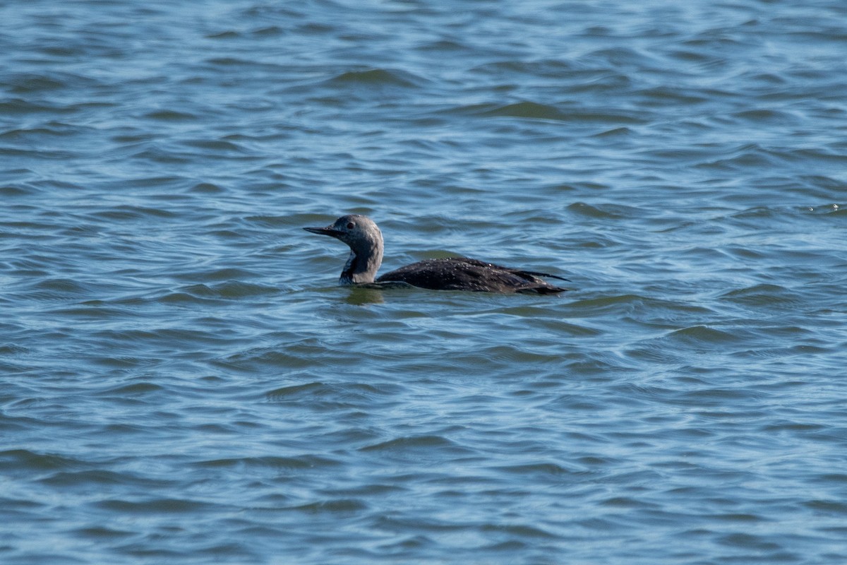 Red-throated Loon - ML619508841