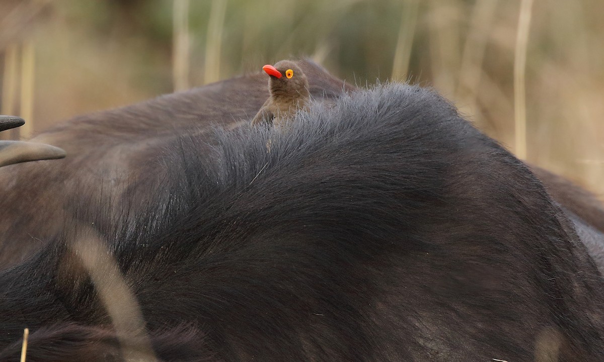 Red-billed Oxpecker - ML619508872