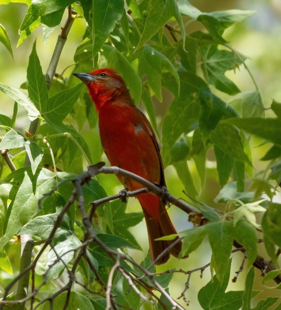 Hepatic Tanager - ML619508899