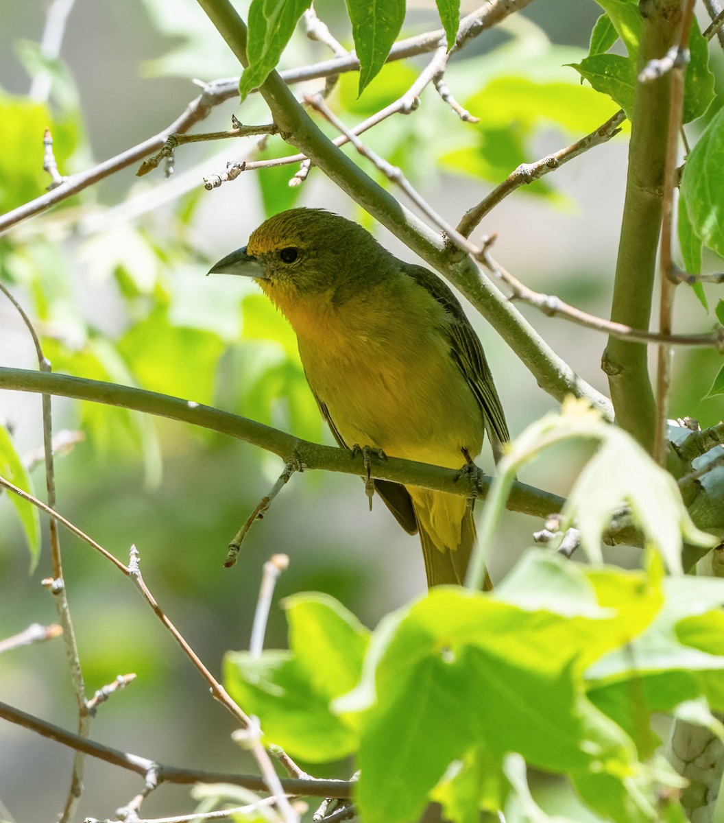 Hepatic Tanager - ML619508912