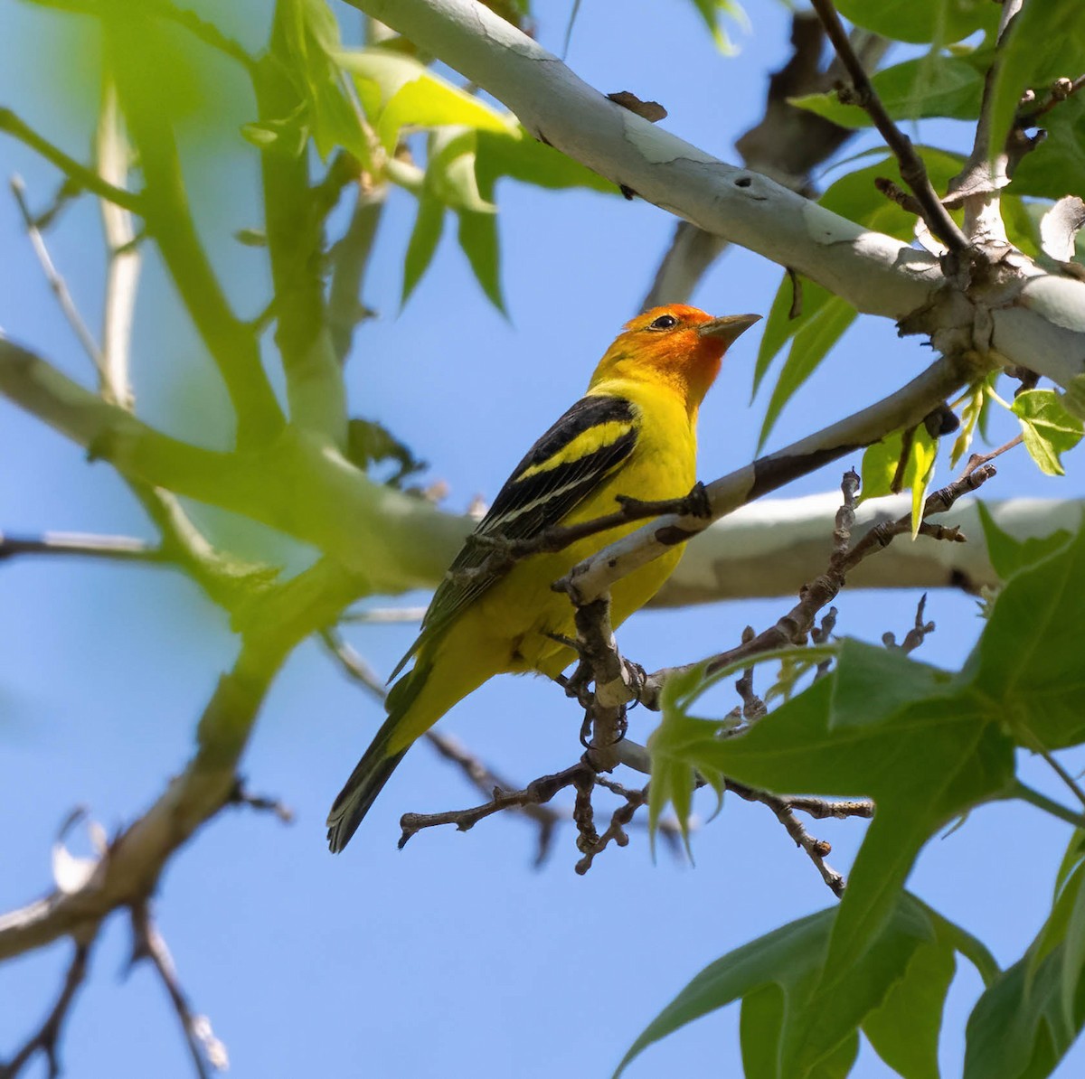 Western Tanager - ML619508920