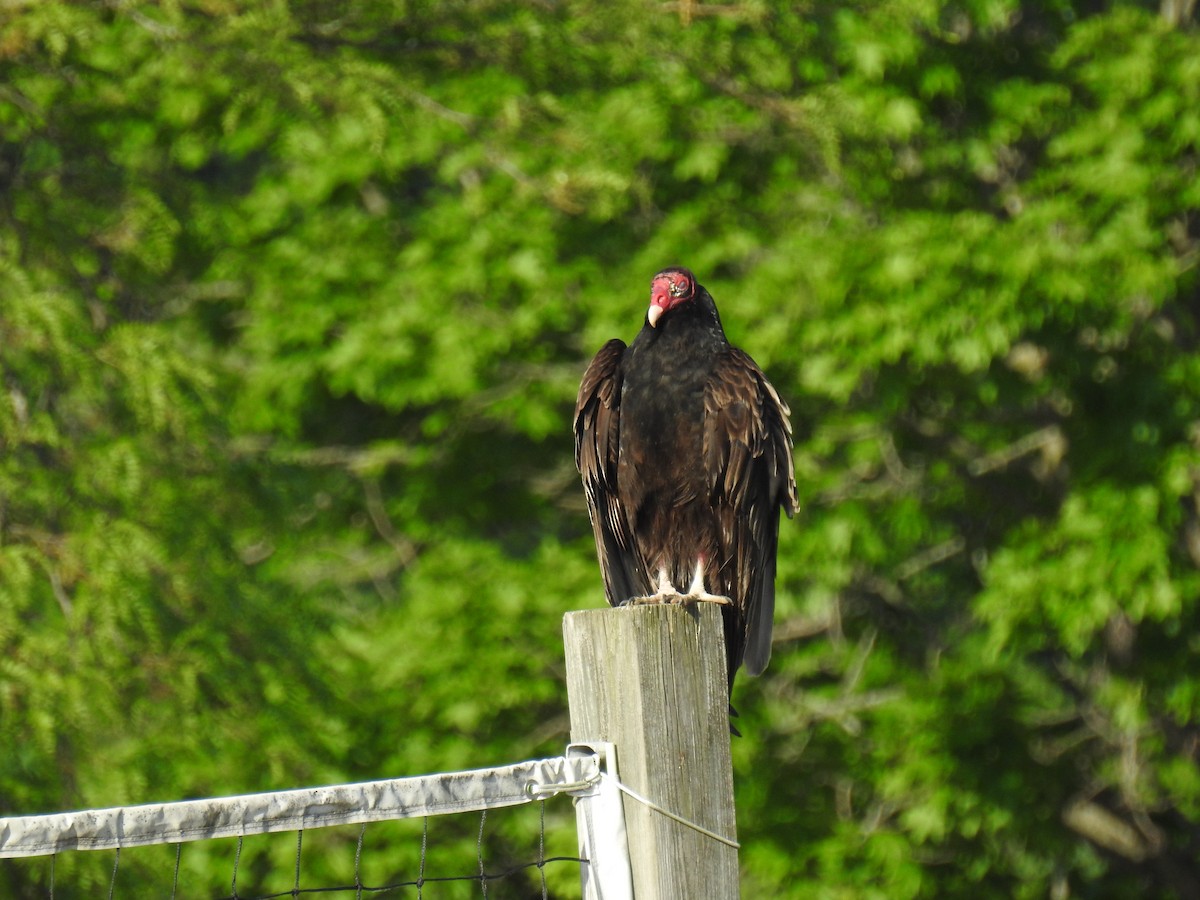 Turkey Vulture - ML619508921