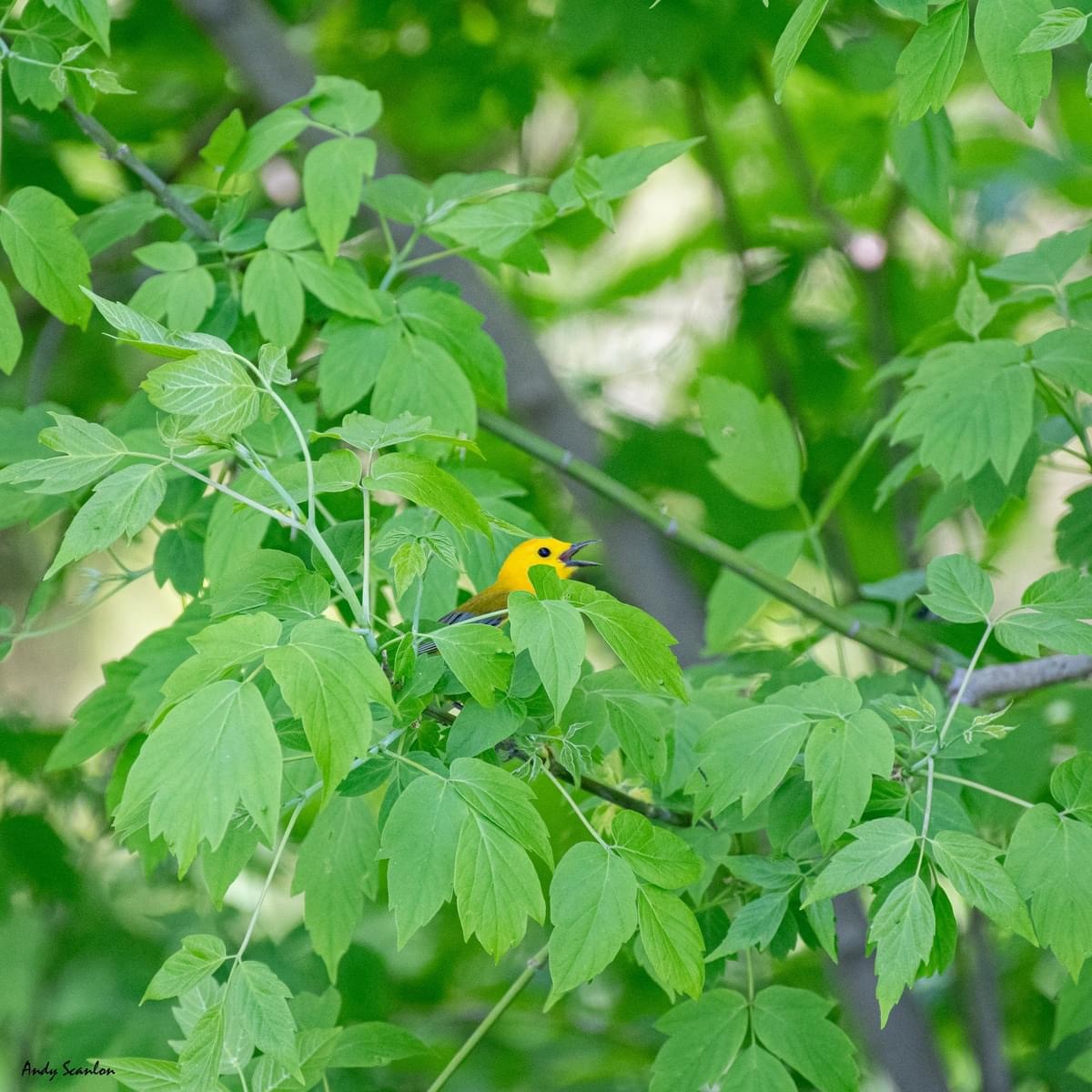 Prothonotary Warbler - ML619508934
