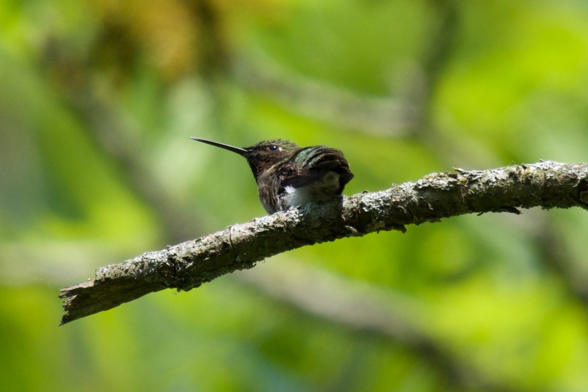 Ruby-throated Hummingbird - ML619508943