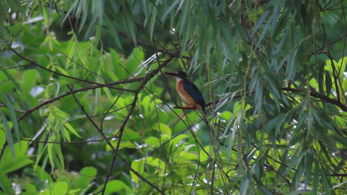 Common Kingfisher - ML619508953