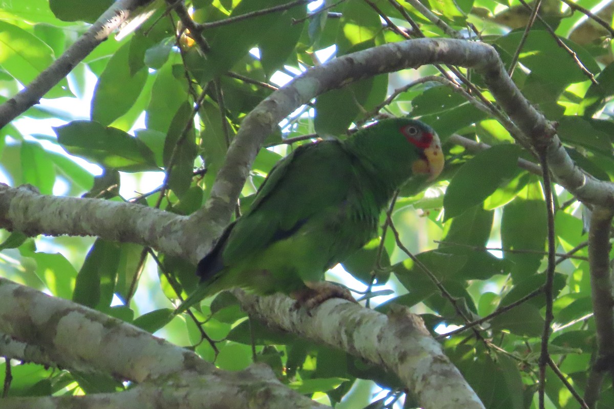 White-fronted Parrot - ML619508957