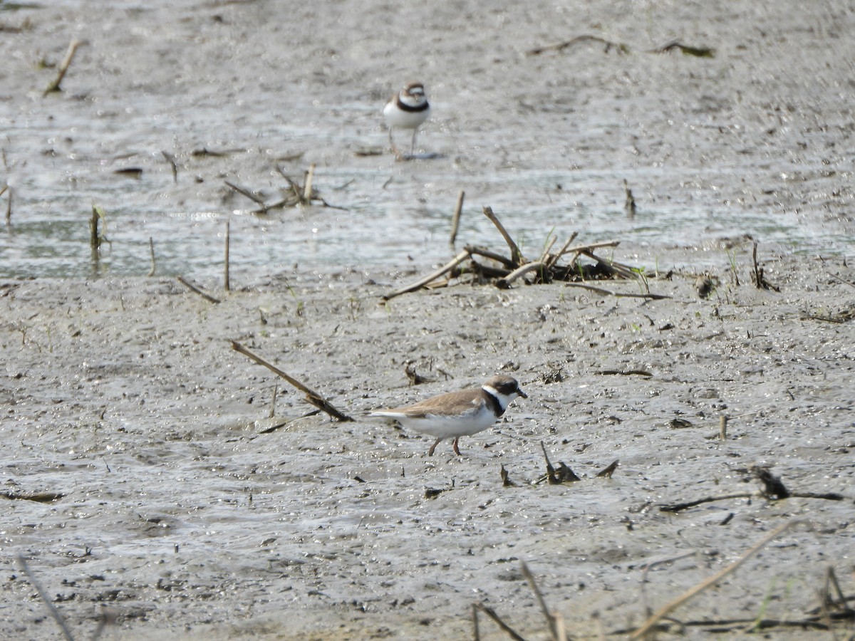 Semipalmated Plover - ML619508970