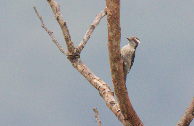 Brown-capped Pygmy Woodpecker - ML619508973