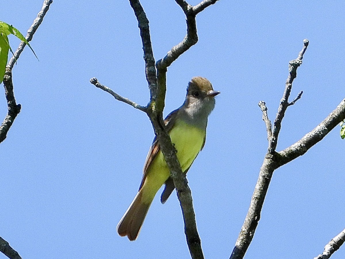 Great Crested Flycatcher - ML619508996