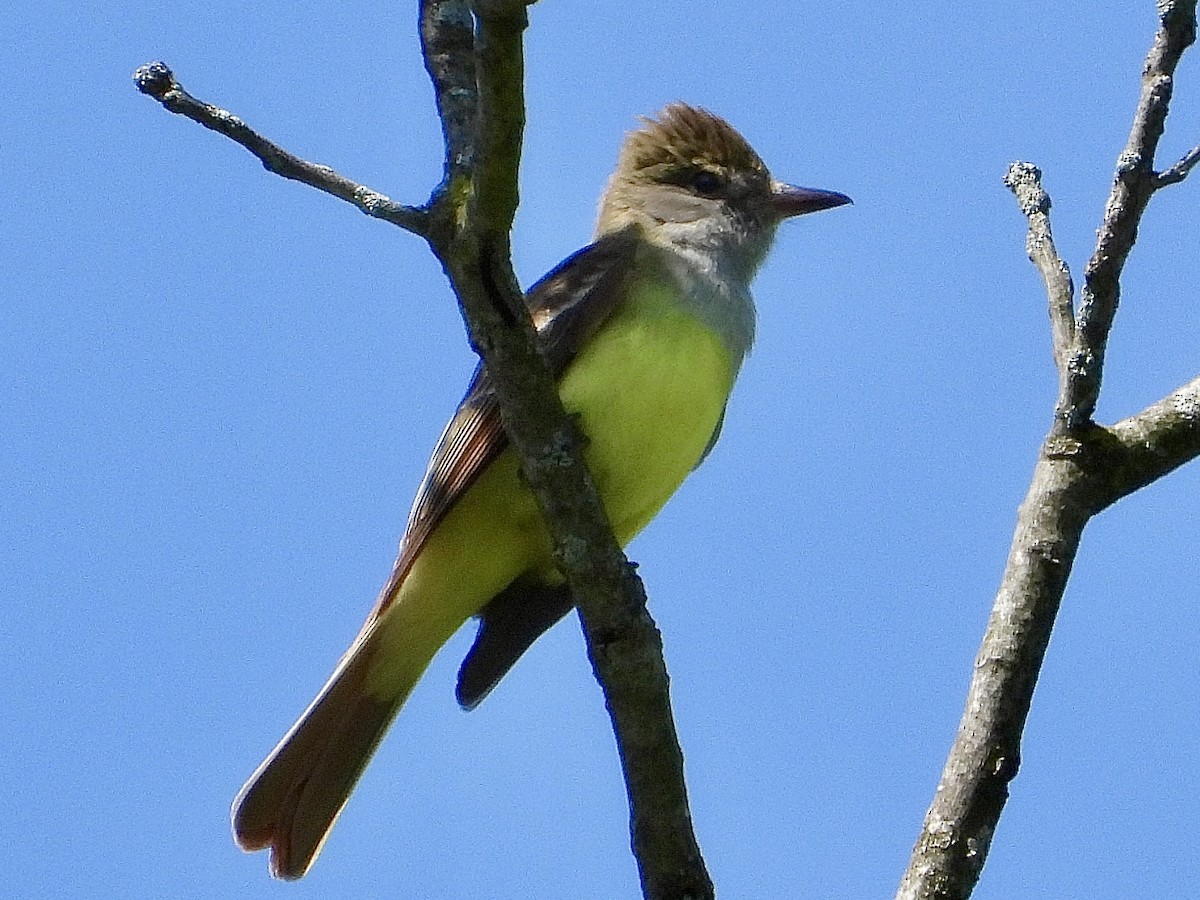 Great Crested Flycatcher - ML619508997
