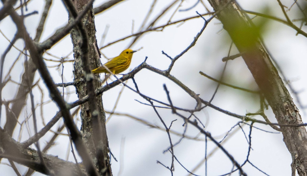 Yellow Warbler - ML619509036