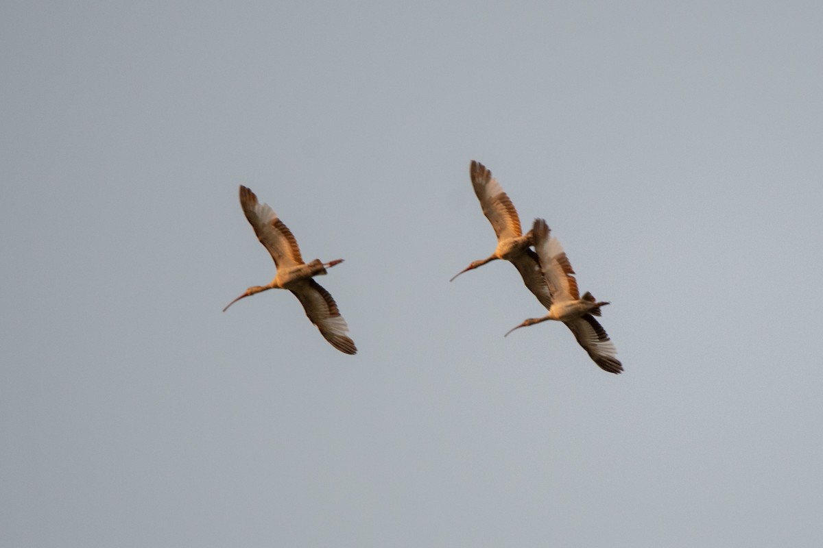 ibis bílý - ML619509044