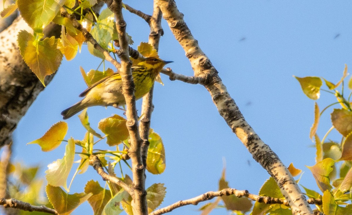 Cape May Warbler - ML619509060