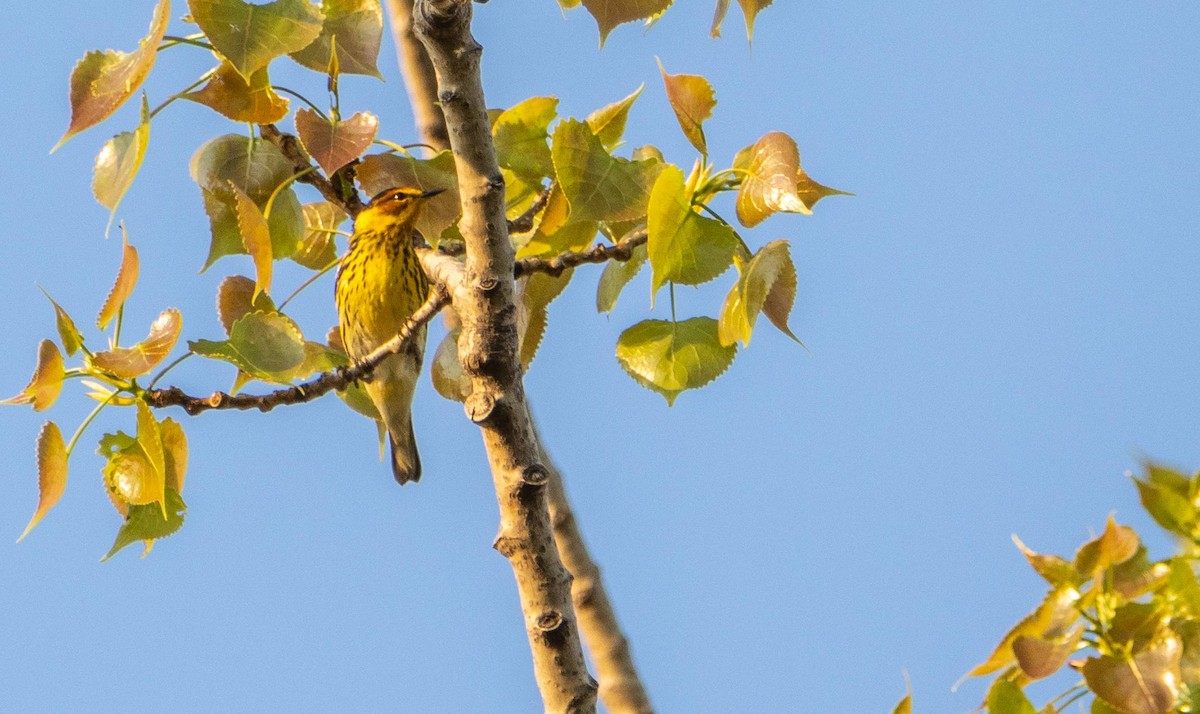 Cape May Warbler - ML619509062