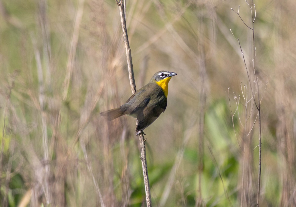 Yellow-breasted Chat - ML619509089