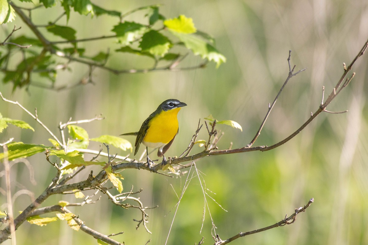 Yellow-breasted Chat - ML619509090