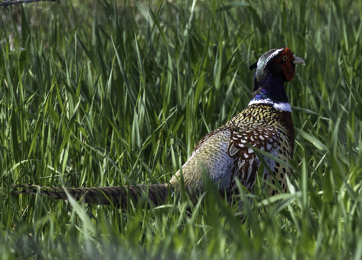 Ring-necked Pheasant - ML619509107