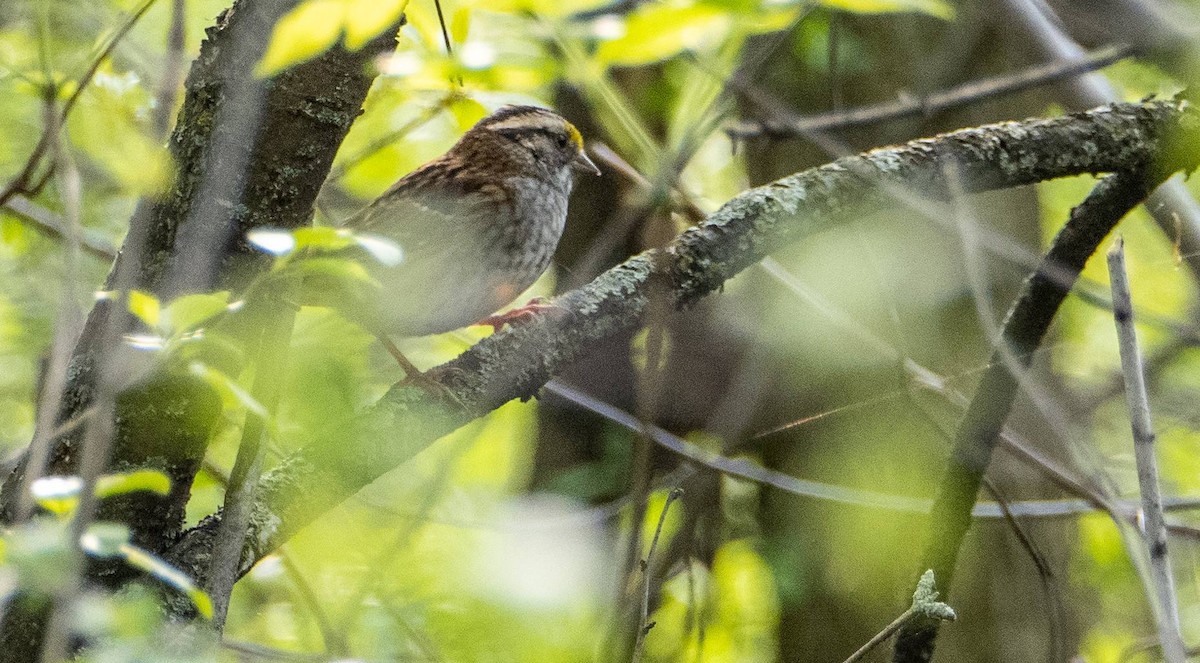 White-throated Sparrow - ML619509112