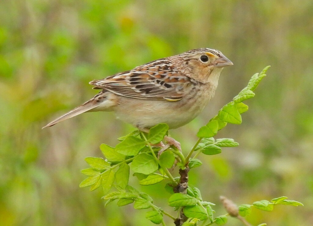 Grasshopper Sparrow - ML619509115
