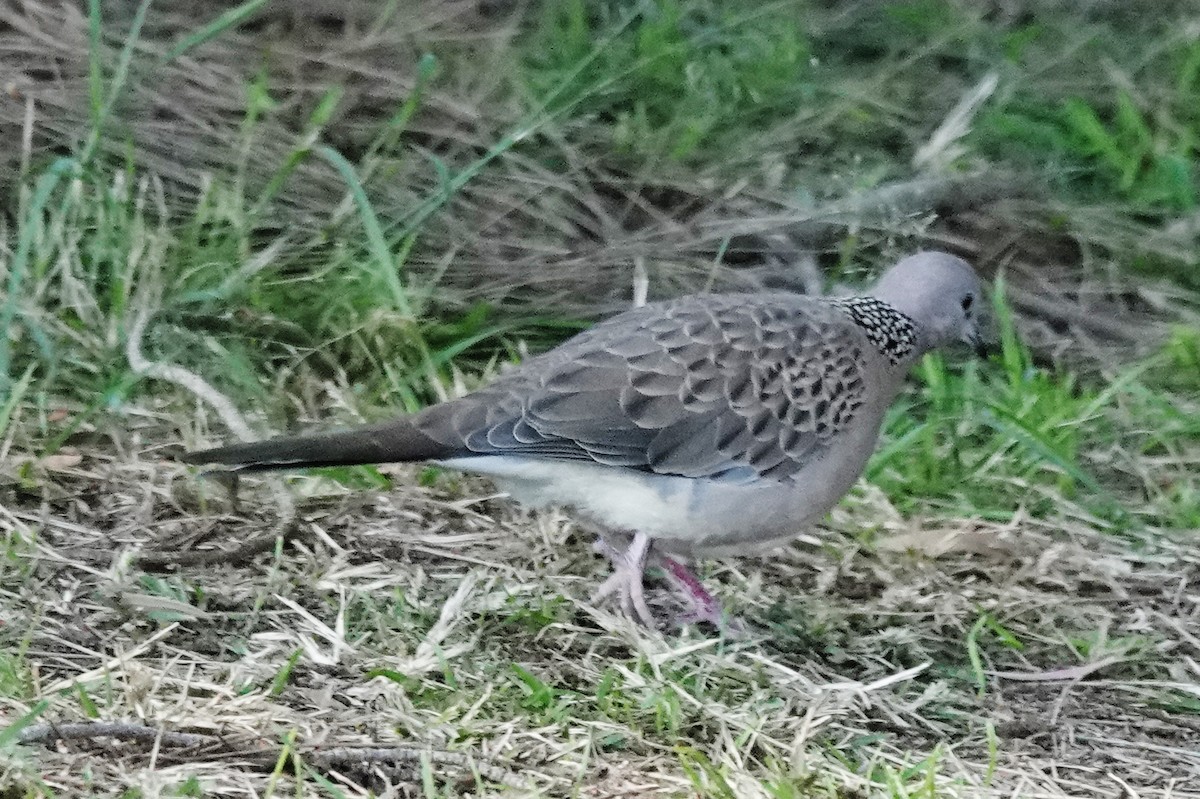 Spotted Dove - ML619509123