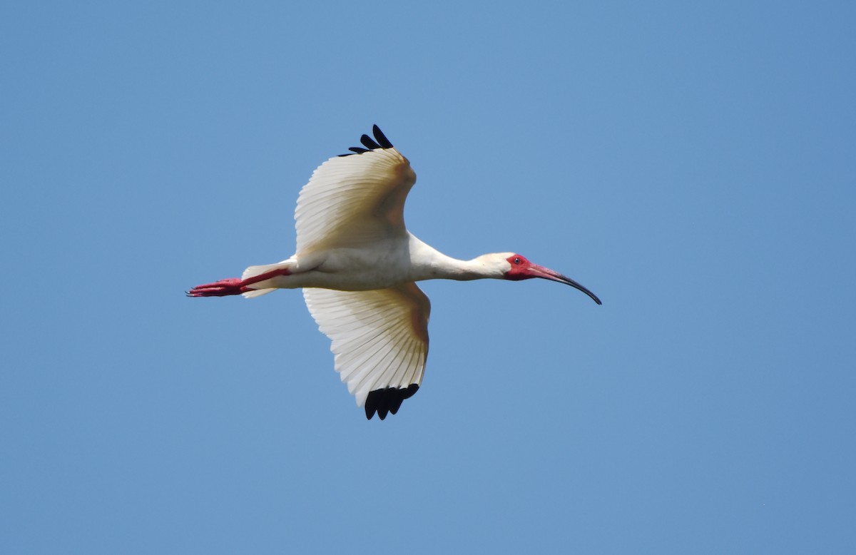 ibis bílý - ML619509130