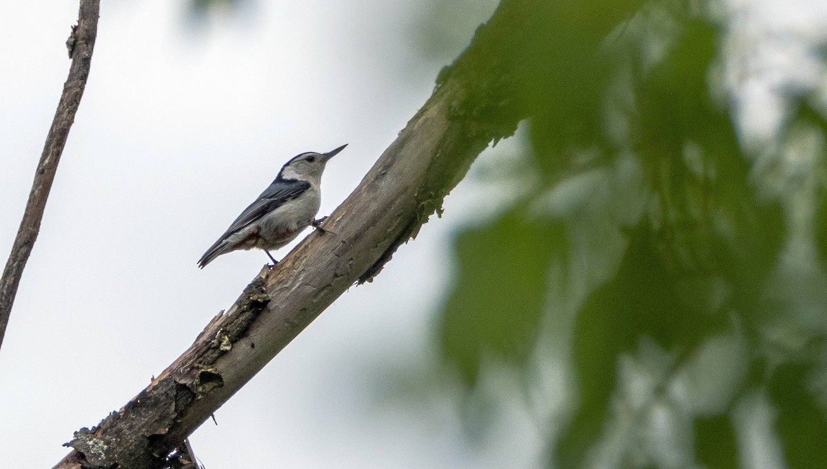White-breasted Nuthatch - ML619509139