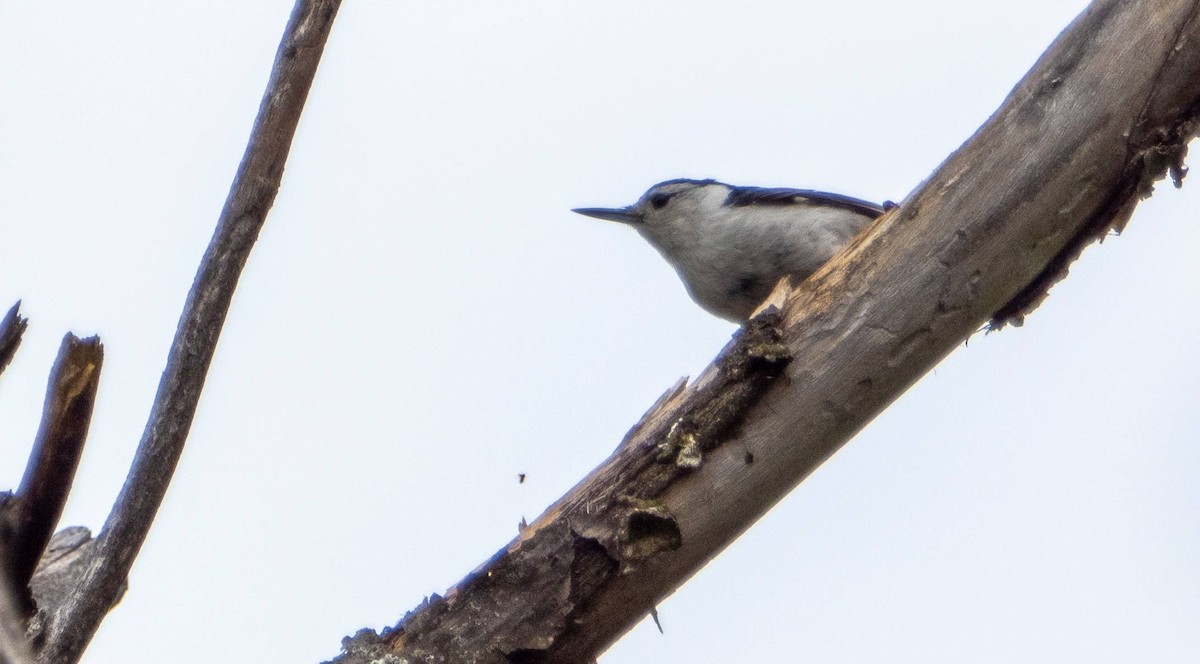 White-breasted Nuthatch - ML619509140