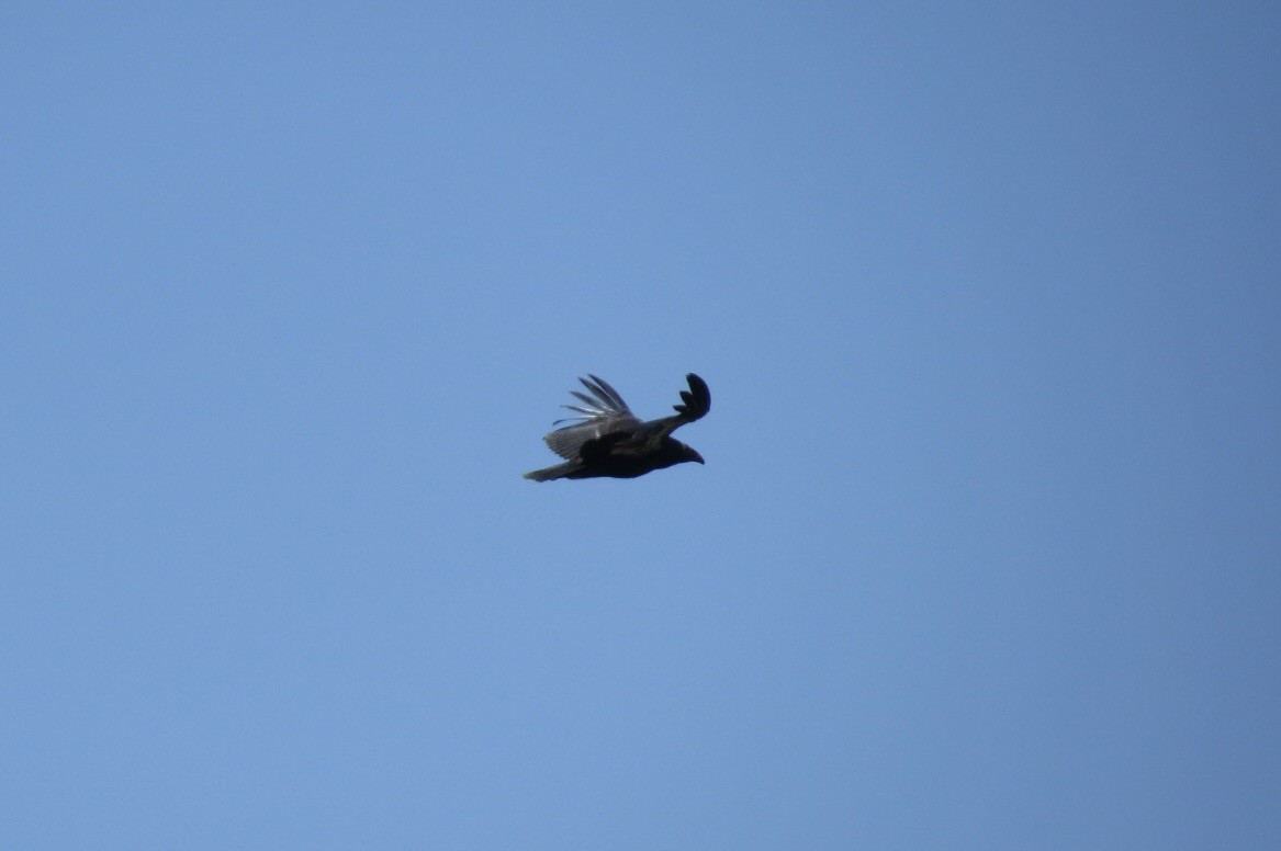Condor de Californie - ML619509149