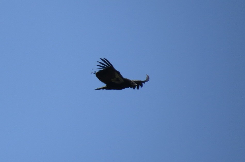 California Condor - ML619509156