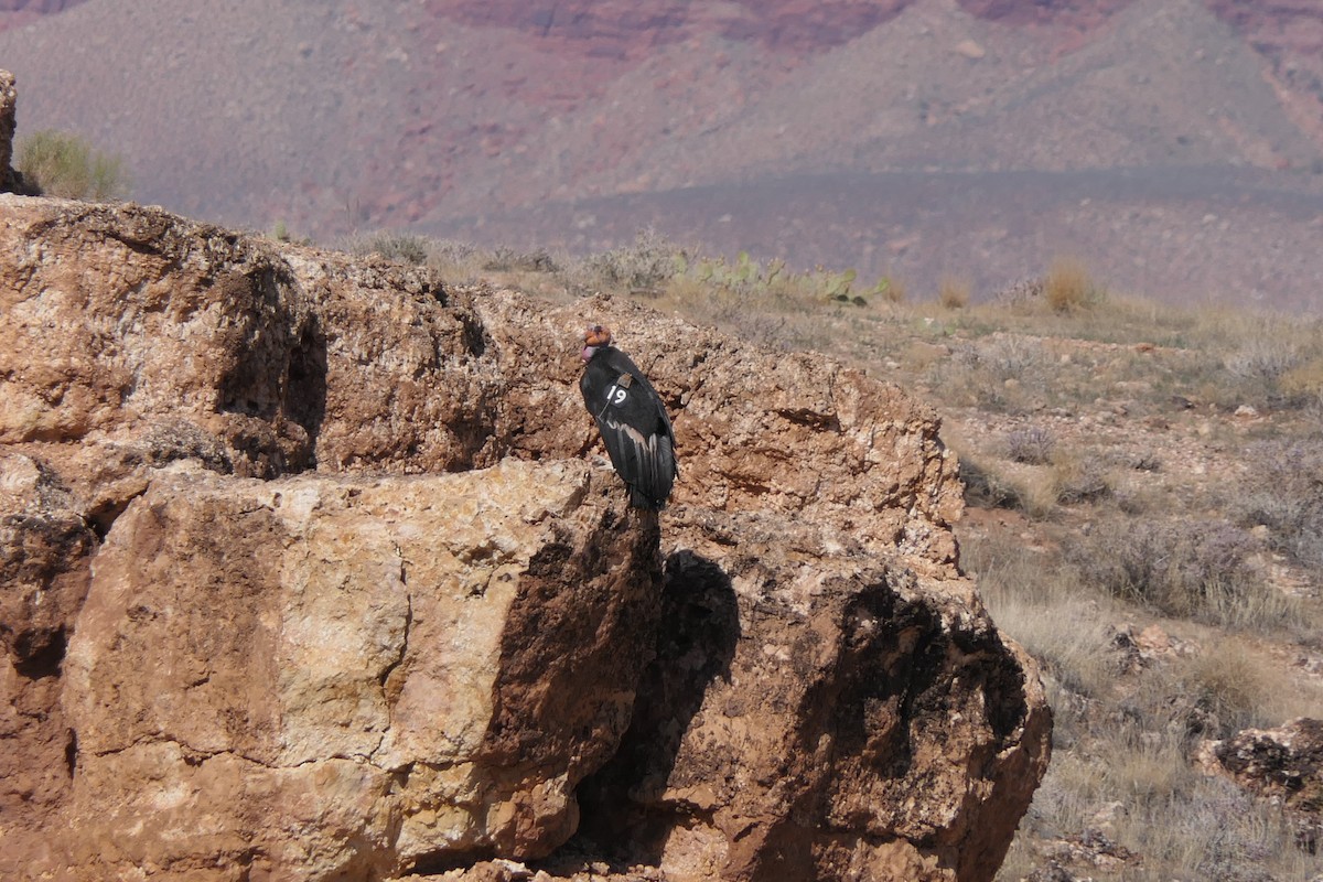 California Condor - ML619509157