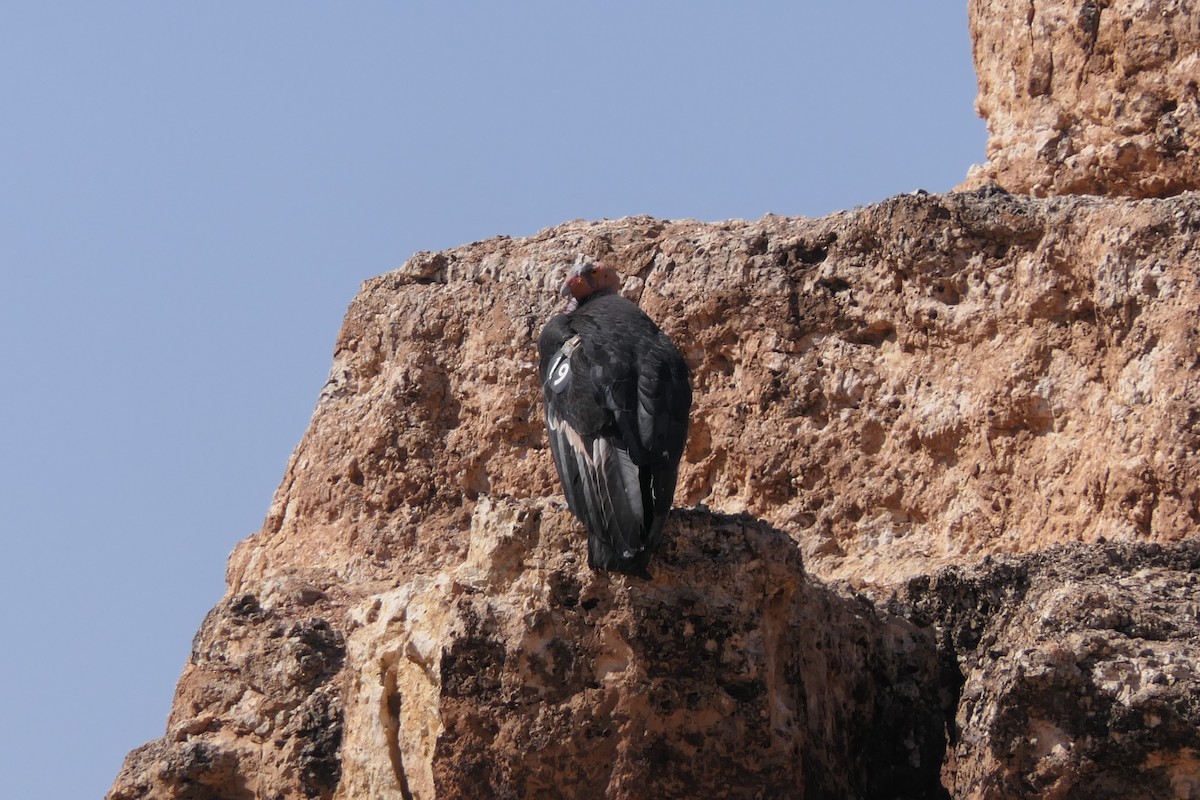 Condor de Californie - ML619509166