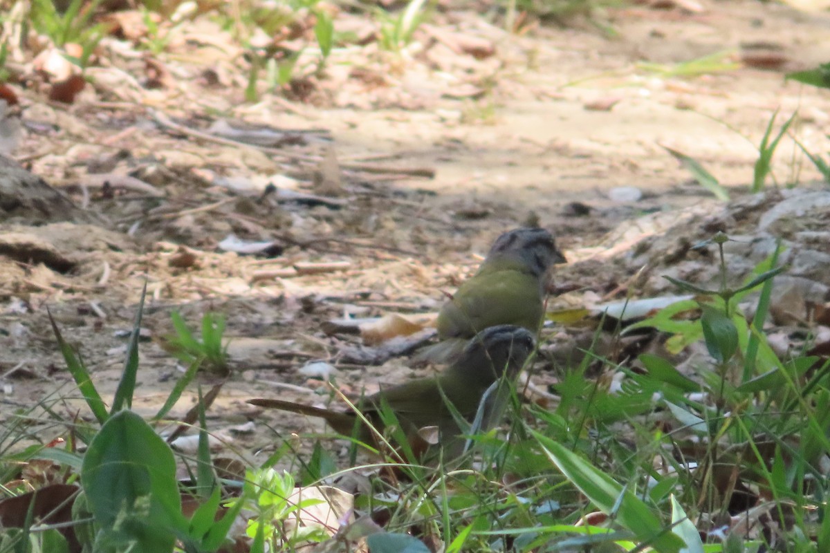 Green-backed Sparrow - ML619509206