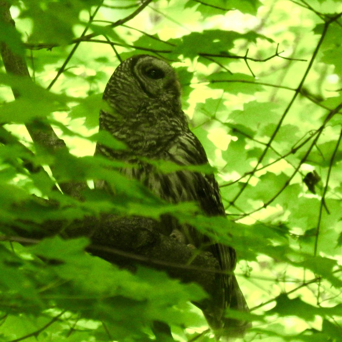 Barred Owl - ML619509242