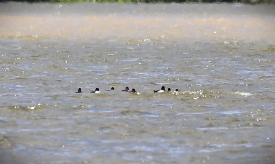 Greater/Lesser Scaup - ML619509253