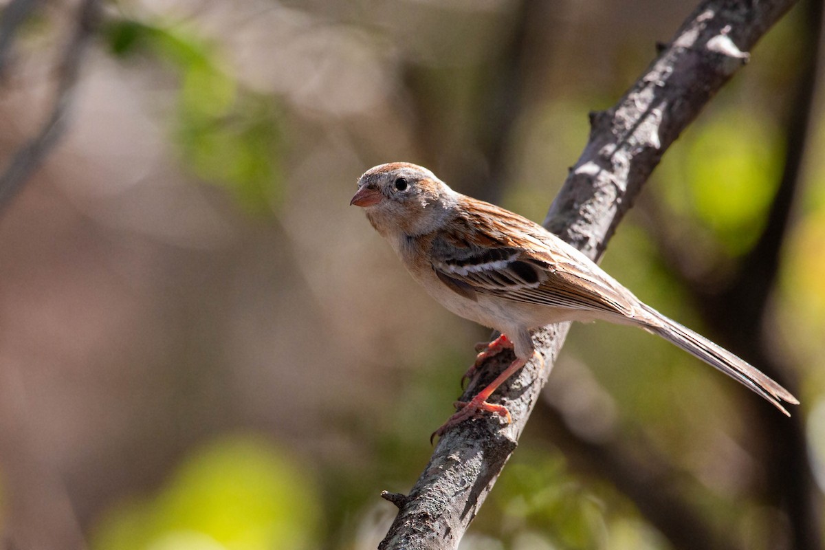 Field Sparrow - ML619509258