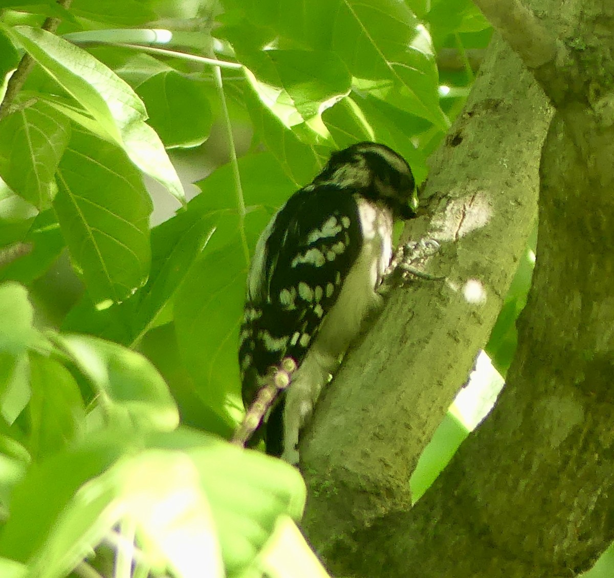 Downy Woodpecker - ML619509282