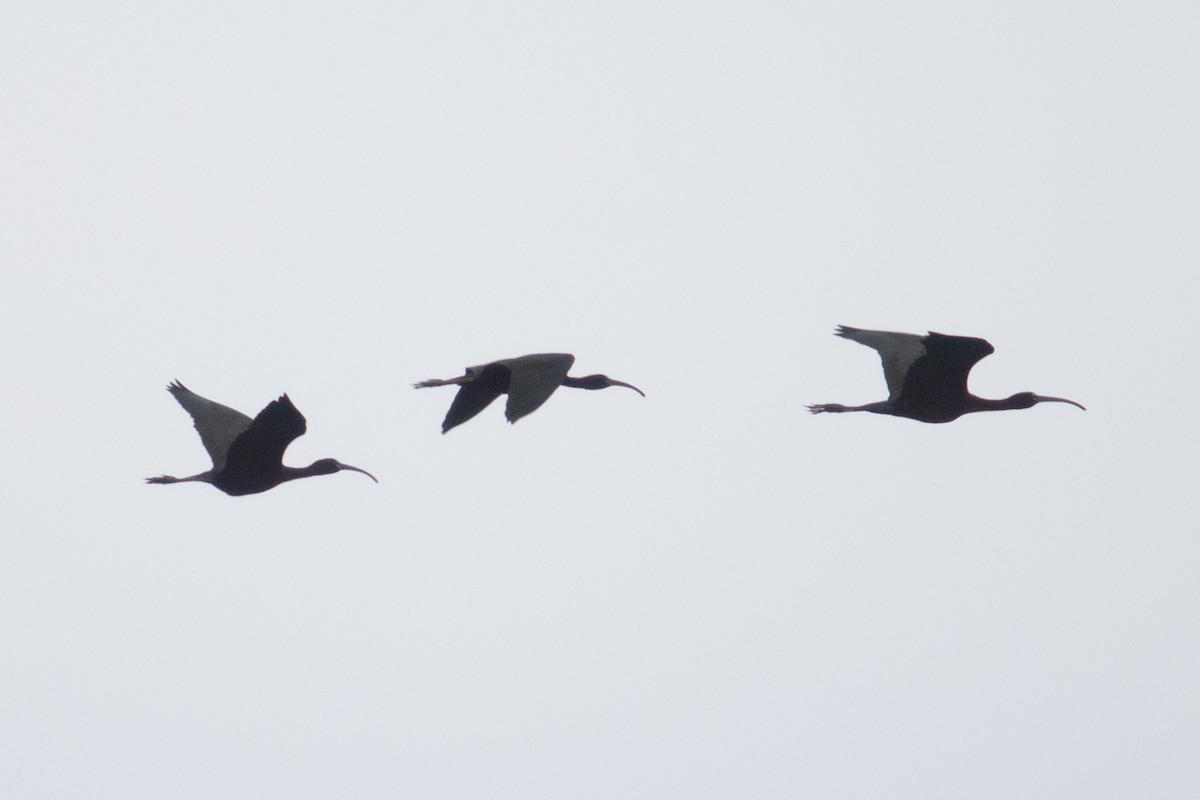 ibis hnědý - ML619509358