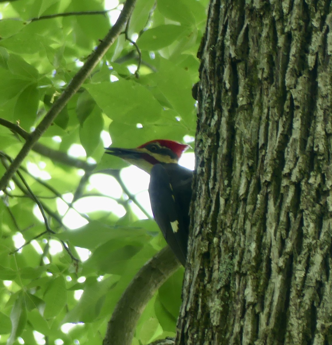Pileated Woodpecker - ML619509359