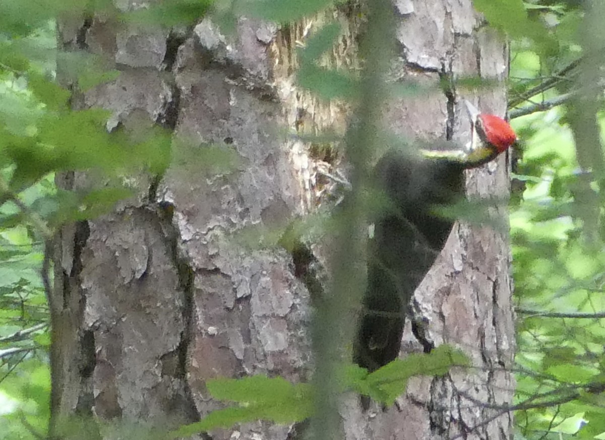 Pileated Woodpecker - ML619509361