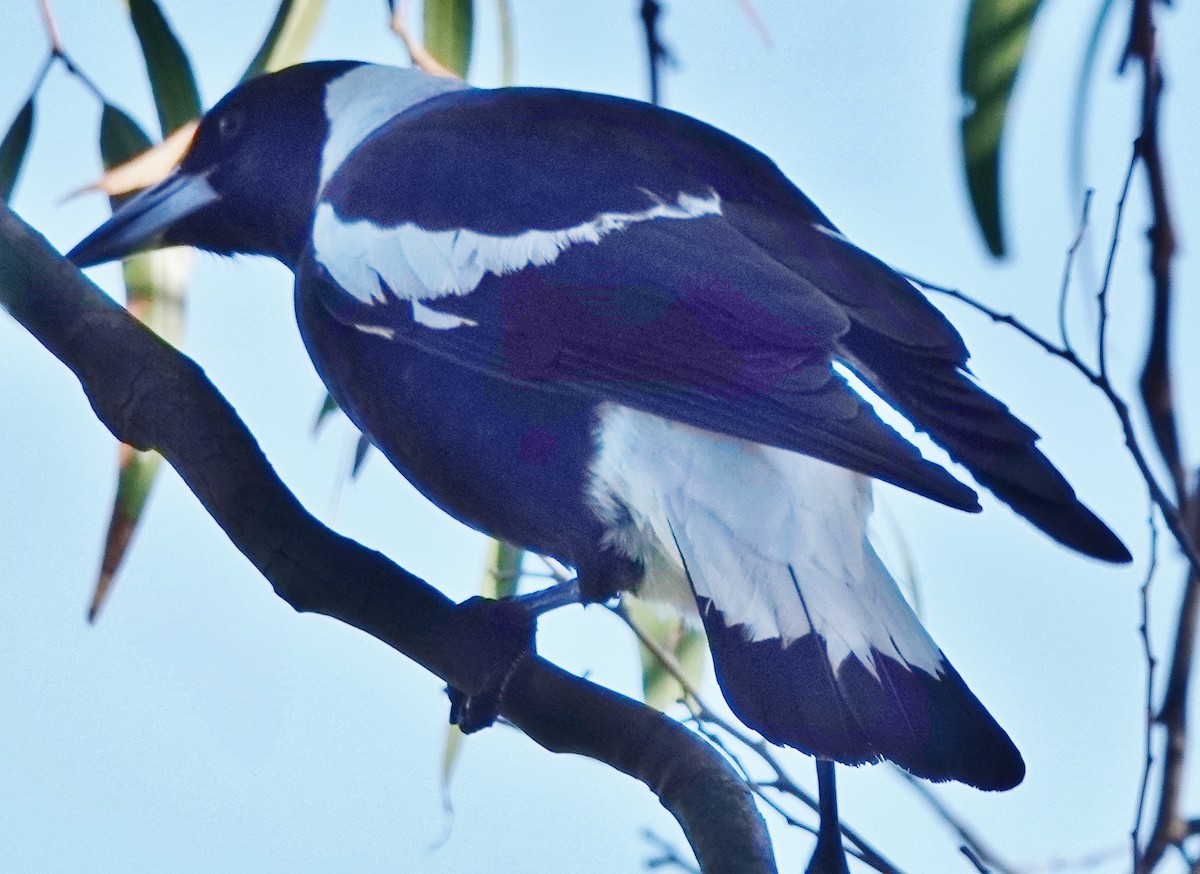 Australian Magpie (Black-backed) - ML619509373